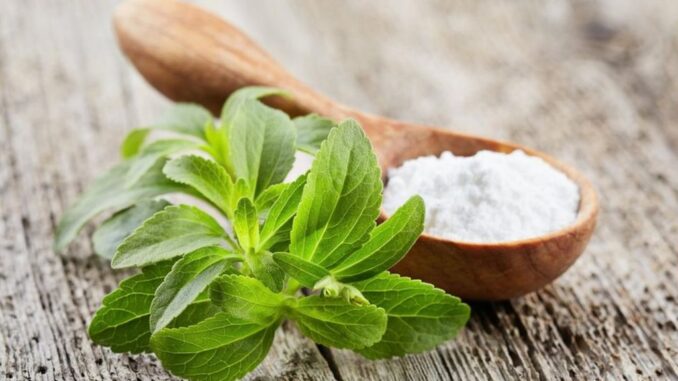 _110192761_steviadonveria pemanis stevia
