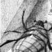 Ilustrasi adegan perubahan Gregor Samsa dalam novel The Metamorphosis. (Goodreads)