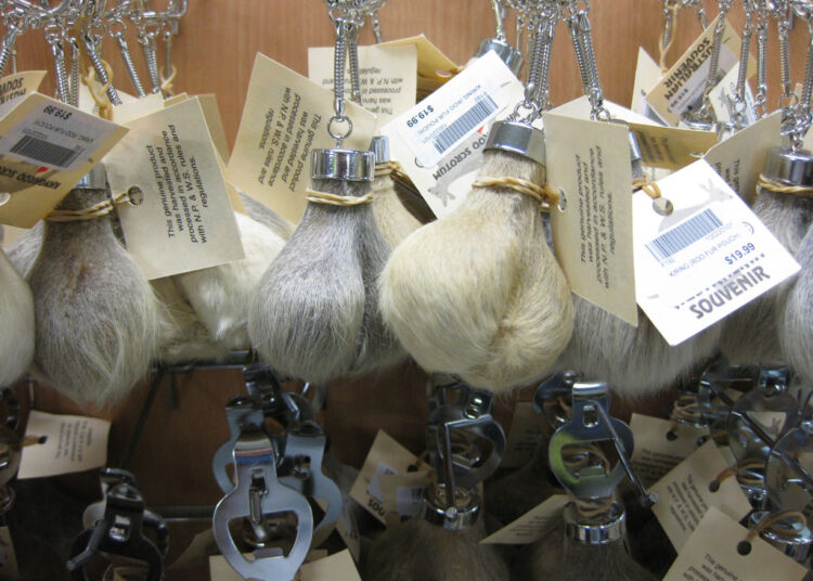 Alat pembuka tutup botol dari testis kanguru. (flicker.com/Truong Chi Dat)