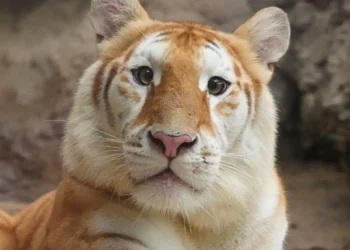 Potret Ava (prestigeonline.com)