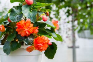 Ilustrasi bunga begonia (Shutterstock/Edgars Melkis)