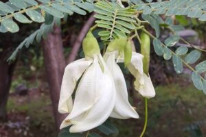 Ilustrasi bunga turi (Instagram.com/nisarakhmania)