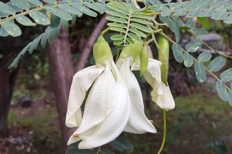 Ilustrasi bunga turi (Instagram.com/nisarakhmania)