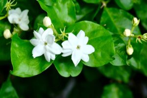 Ilustrasi bunga melati (Shutterstock/MHEEPANDA)