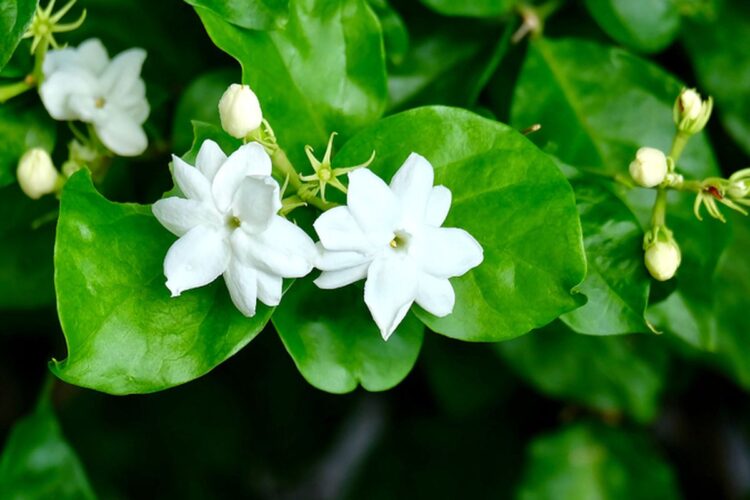 Ilustrasi bunga melati (Shutterstock/MHEEPANDA)