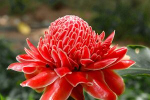 Ilustrasi bunga kecombrang (PIXABAY/JOSCH13)