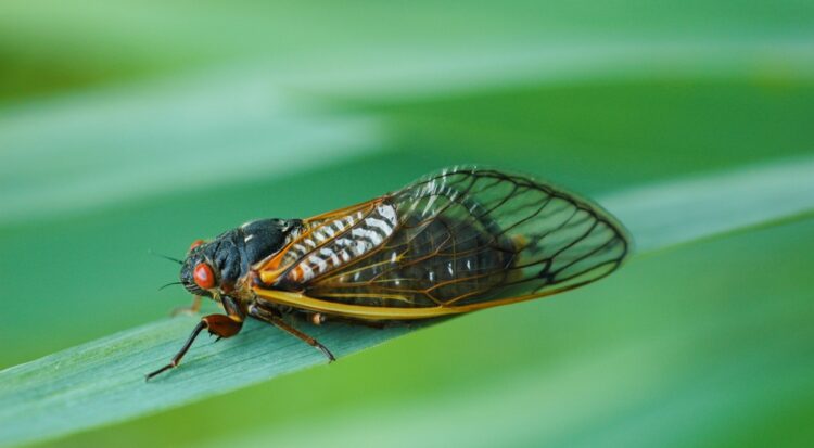 Cicada dengan mata merah mencolok dan sayap bening. (nature.org)