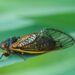 Cicada dengan mata merah mencolok dan sayap bening. (nature.org)