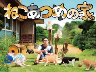 Neko Atsume House