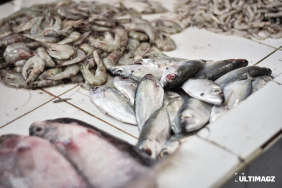 FD995D99-2509-4BC1-AE7D-4C7AEE465221 ilustrasi ikan di laut