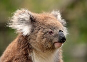Seekor koala dewasa di Australia Selatan. (australianwildlife.org)