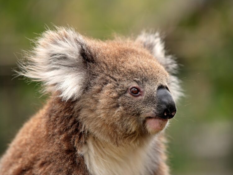 Seekor koala dewasa di Australia Selatan. (australianwildlife.org)