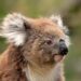 Seekor koala dewasa di Australia Selatan. (australianwildlife.org)