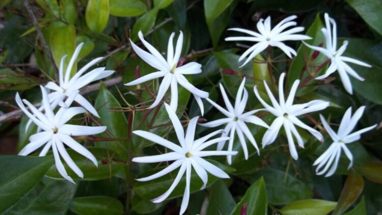 Melati bersayap malaikat. (jenis.net)