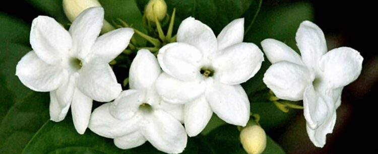 Melati gambir. (dinkes.jakarta.go.id)