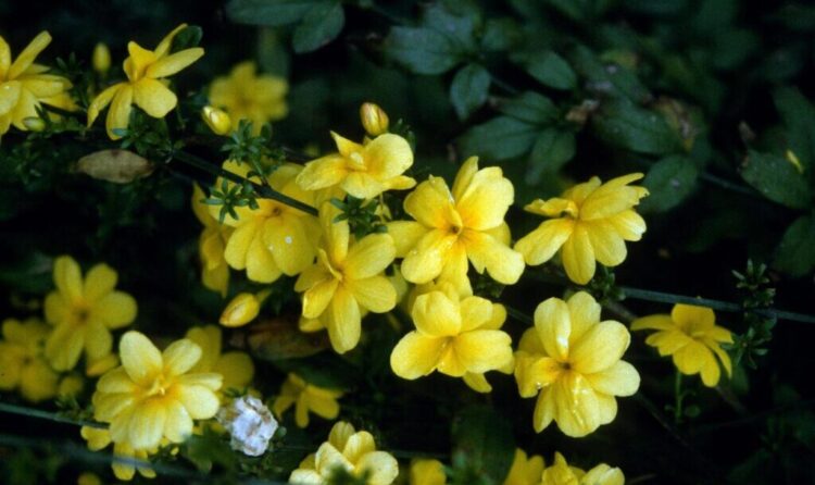 Melati primrose. (jenis.net)