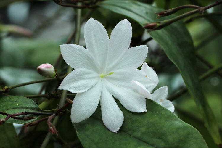 Melati raja. (jenis.net)