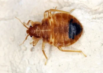 Gambar Kutu Busuk atau Bangsat. (deorchids.com)