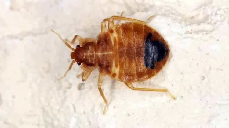 Gambar Kutu Busuk atau Bangsat. (deorchids.com)