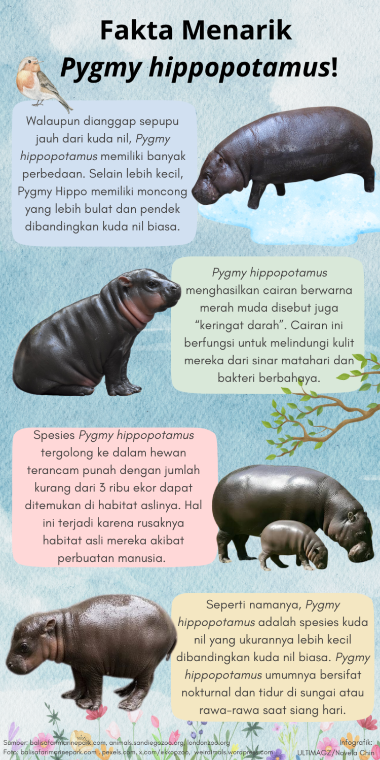 Infografik Pygmy Hippopotamus. (ULTIMAGZ/Novela Chin)