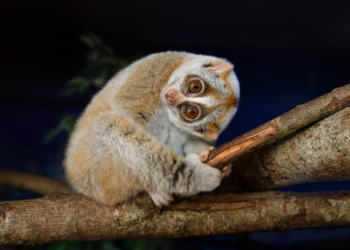 Foto binatang kukang. (sciencefocus.com)