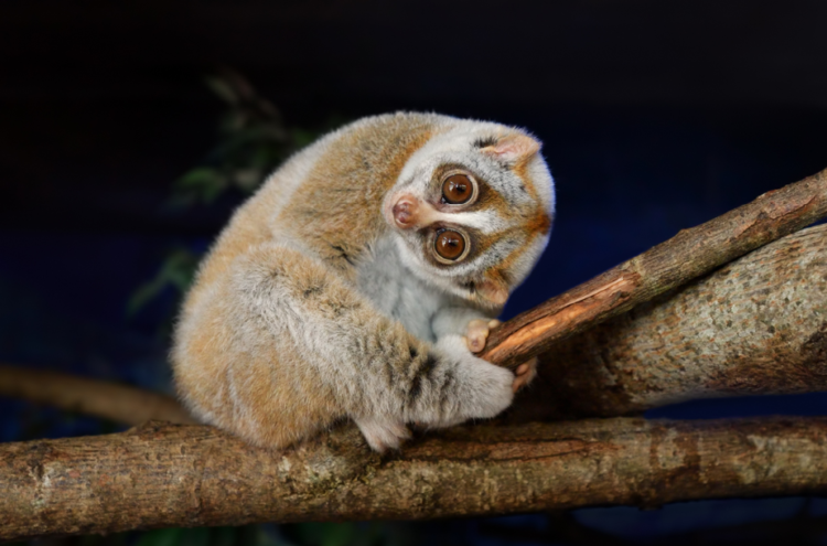 Foto binatang kukang. (sciencefocus.com)