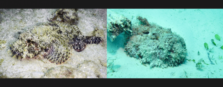 Ikan batu yang sedang berkamuflase dengan mengubur diri. (idntimes.com)