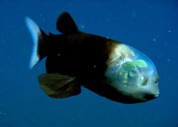 Ikan barreleye dengan kepala transparannya. (mbari.org)