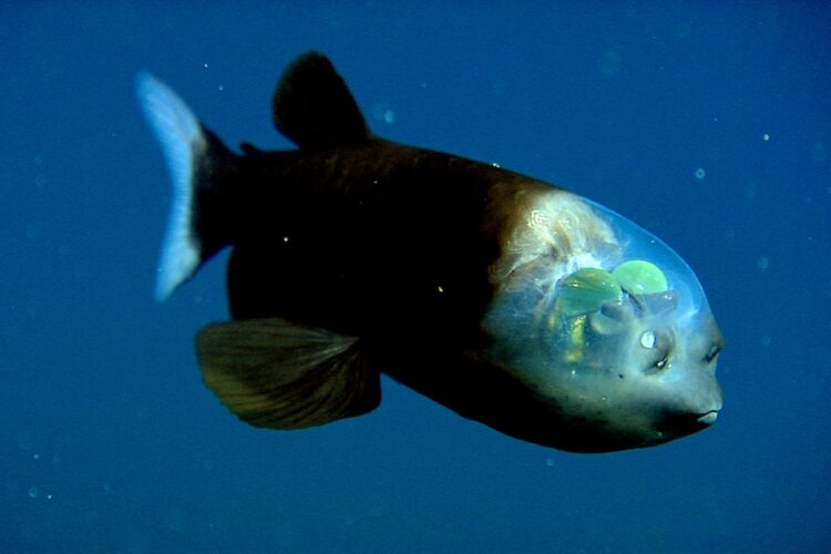Ikan barreleye dengan kepala transparannya. (mbari.org)
