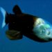 Ikan barreleye dengan kepala transparannya. (mbari.org)