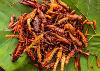 Potret walang atau belalang goreng di atas daun hijau. (create.vista.com)