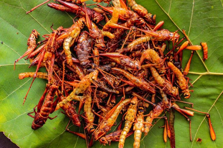 Potret walang atau belalang goreng di atas daun hijau. (create.vista.com)