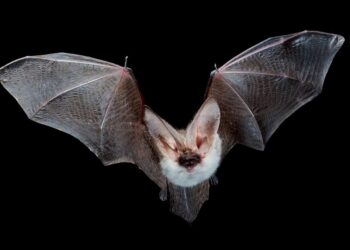 Potret kelelawar atau kampret sedang terbang. (curadas.com)