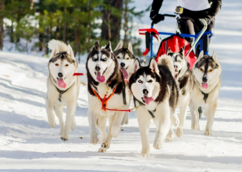 Husky sebagai anjing pekerja yang sedang menarik kereta salju. (istockphoto.com/TRAVELARIUM)