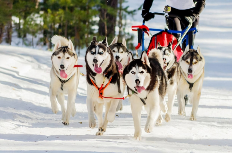 Husky sebagai anjing pekerja yang sedang menarik kereta salju. (istockphoto.com/TRAVELARIUM)