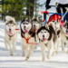 Husky sebagai anjing pekerja yang sedang menarik kereta salju. (istockphoto.com/TRAVELARIUM)
