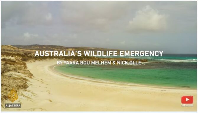 australia wildlife pic dampak kebakaran hutan australia terhadap hewan australia