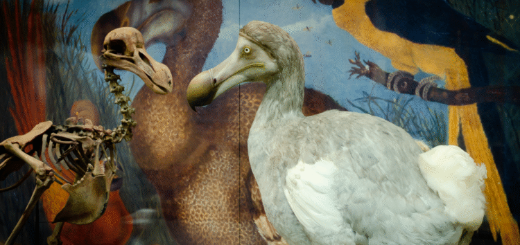 Pameran model dan kerangka burung dodo di Museum of Natural History. (oumnh.ox.ac.uk)