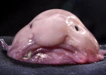 Ikan blobfish yang dianggap ikan terjelek sedunia. (octopus.org.nz)