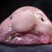 Ikan blobfish yang dianggap ikan terjelek sedunia. (octopus.org.nz)