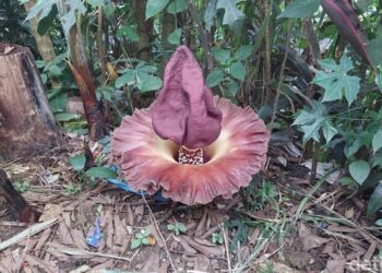 Potret Bunga Bangkai Suweg (detik.com)