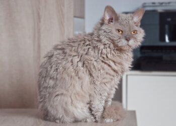 Selkirk Rex: Kucing Berbulu Keriting (ULTIMAGZ)