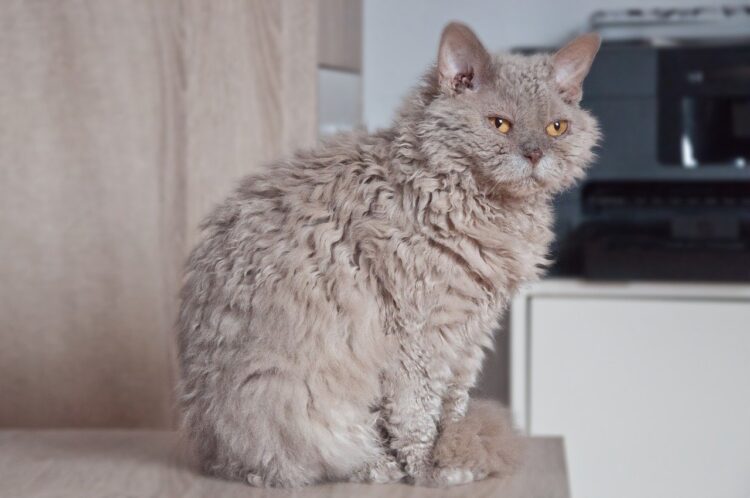 Selkirk Rex: Kucing Berbulu Keriting (ULTIMAGZ)