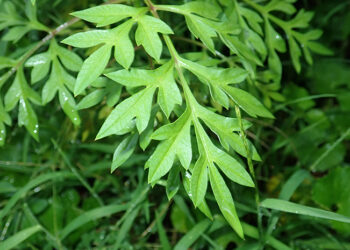 Ilustrasi daun kenikir. (Foto: halodoc.com)