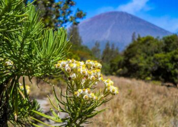 Bunga Edelweiss yang terdapat di Gunung Semeru. (KOMPAS.com/Anggara Wikan Prasetya)