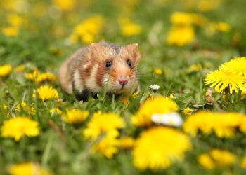 Hamster merupakan jenis hewan pengerat. (Freepik/vladimircech)