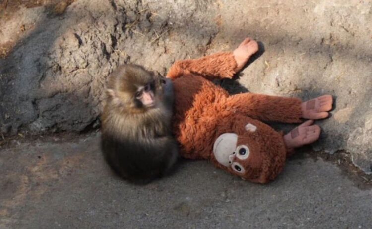 Potret Punch sedang memeluk boneka orangutan dari IKEA