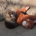 Potret Punch sedang memeluk boneka orangutan dari IKEA