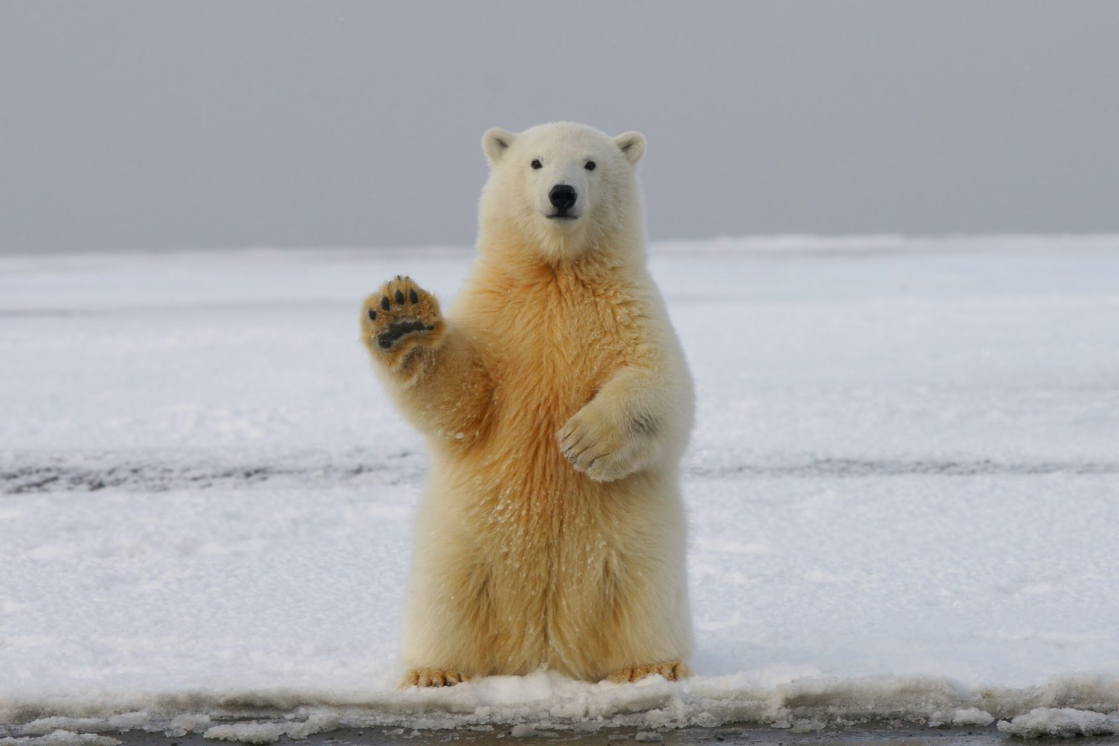 Kutub gambar beruang 20 Daftar