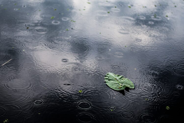 Petrichor, aroma khas air hujan. (freepik/wirestock)